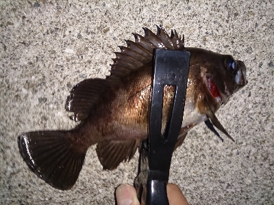 アジ見つけました