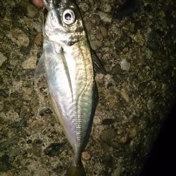 今日も小雨アジング