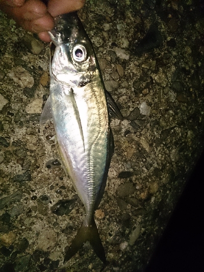 今日も小雨アジング