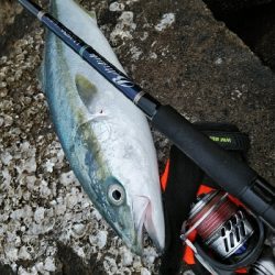 ヒラスズキ狙いでしたが、、、