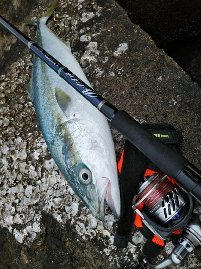 ヒラスズキ狙いでしたが、、、