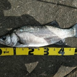 良い日に当たりました