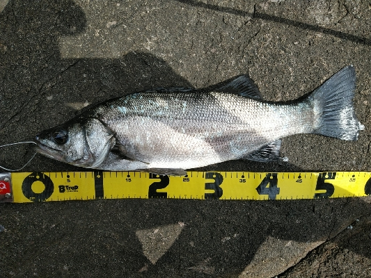 良い日に当たりました