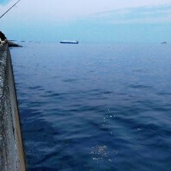 サバの回遊がありました