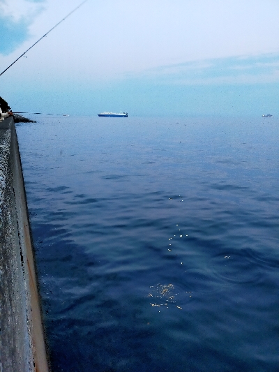 サバの回遊がありました