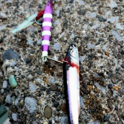 夕マヅメシーバス