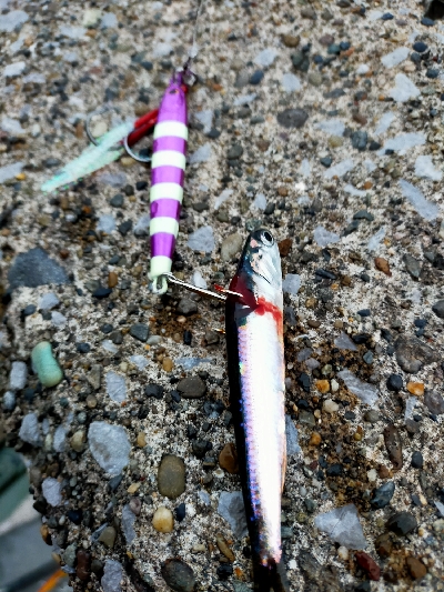 夕マヅメシーバス