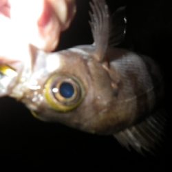 ナイトゲーム～朝まずめに突入