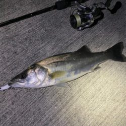 デカメバルではじめ