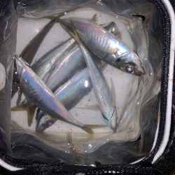 アジング練習　266