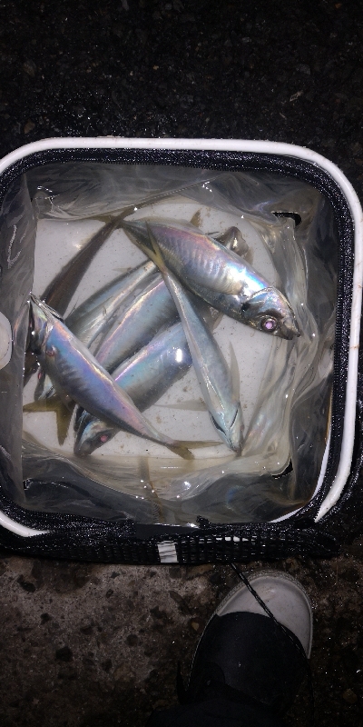 アジング練習　266