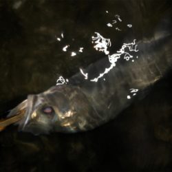 春らしくなってきました