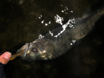 春らしくなってきました