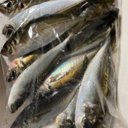 アジング　ガチ