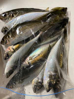 アジング　ガチ