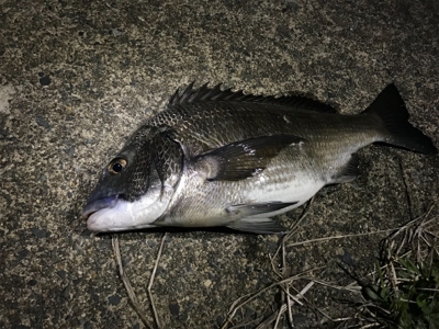 エステル0.3でチヌ！