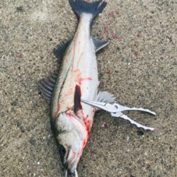 今日もボコボコ