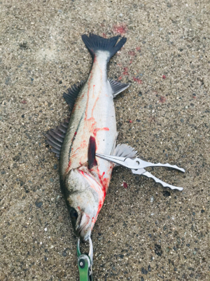 今日もボコボコ