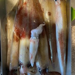 ヤリイカメタル