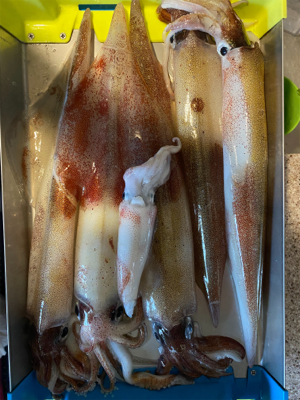 ヤリイカメタル