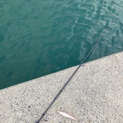 シーズン前の堤防キス釣り！！