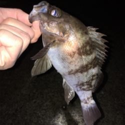 雨上がりのメバル