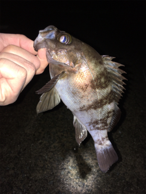 雨上がりのメバル
