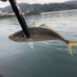 キャロアジング