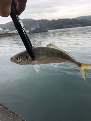 キャロアジング