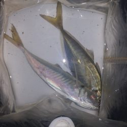 アジング練習　271