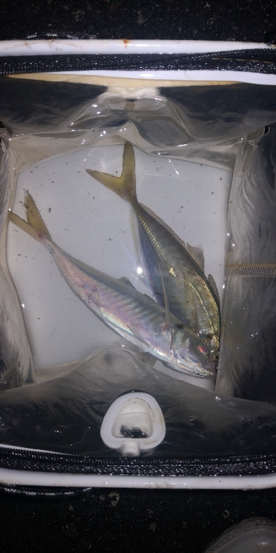 アジング練習　271