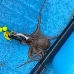 明石タコ　開幕戦