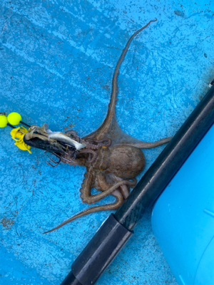 明石タコ　開幕戦