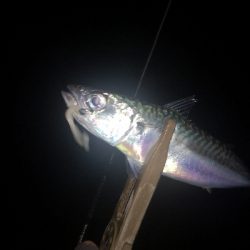 アジング練習　272