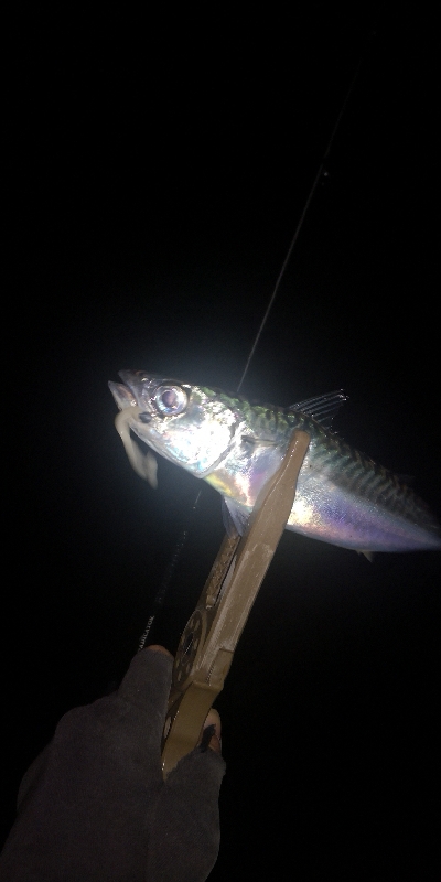 アジング練習　272