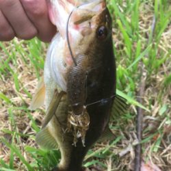 サイズは伸びず