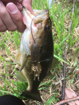 サイズは伸びず