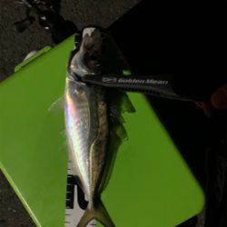 アジング時々メバリング