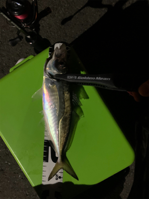 アジング時々メバリング