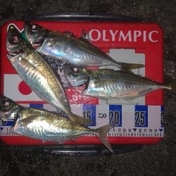 アジング練習　275 宵姫AJカスタムジグヘッド