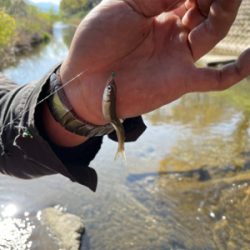 春の風物詩　小鮎釣り