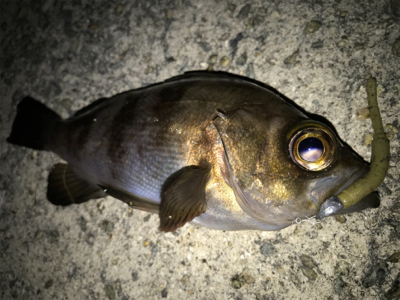 2021ライトゲーム第10戦