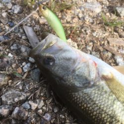 サイズは伸びず