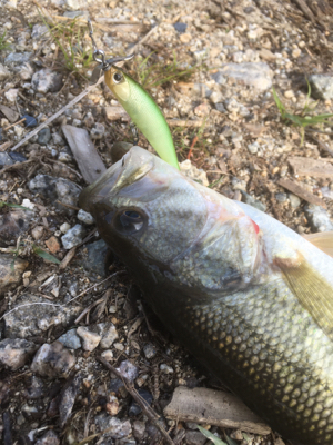 サイズは伸びず