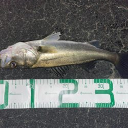 シーバス入れ食い