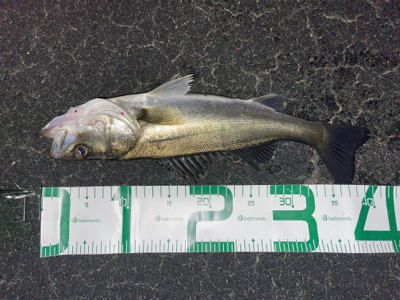 シーバス入れ食い