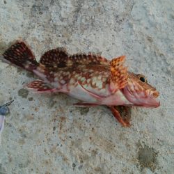 メバル3匹。小カサゴ1匹。