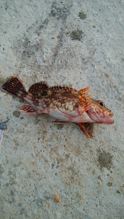 メバル3匹。小カサゴ1匹。