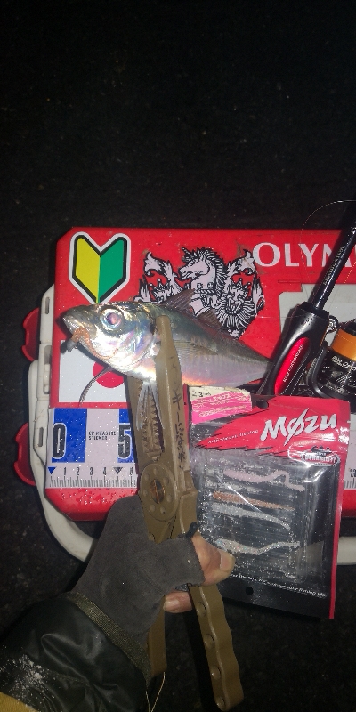 アジング練習　280　MOZU ワーム