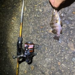 Fシステムおもろい!